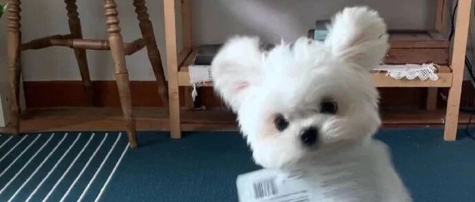 【冷兔趣闻】周一，整点小狗 ​​​​！