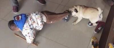 【冷兔趣闻】养狗为患！