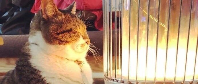 【冷兔趣闻】冬天就是要暖暖和和