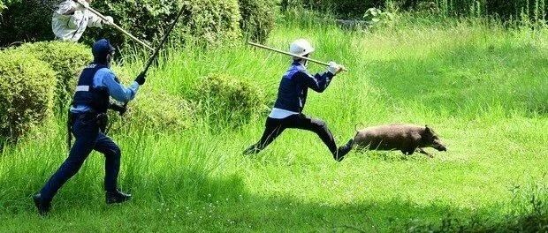 【冷兔趣闻】日本福冈警察在公园抓野猪的照片太好笑了
