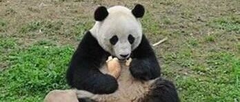 【冷兔趣闻】笋言笋语！