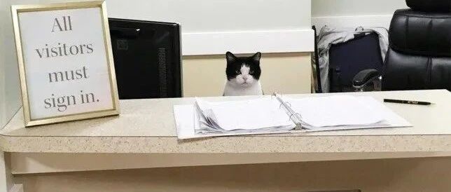 【冷兔趣闻】不知不觉，喵星人已经占据各种岗位了！