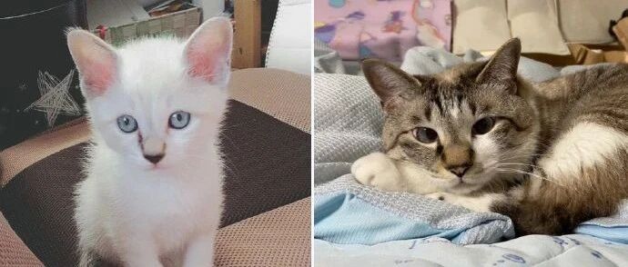 【冷兔趣闻】暹罗猫变色大赛