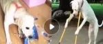 【冷兔趣闻】有没有人管管拼多多啊 ​​​！