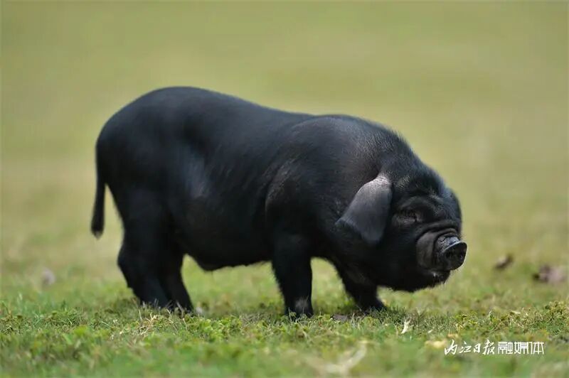 内江猪成了内江的大明星