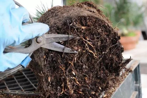 图解 松树盆景怎么换盆的过程 23幅