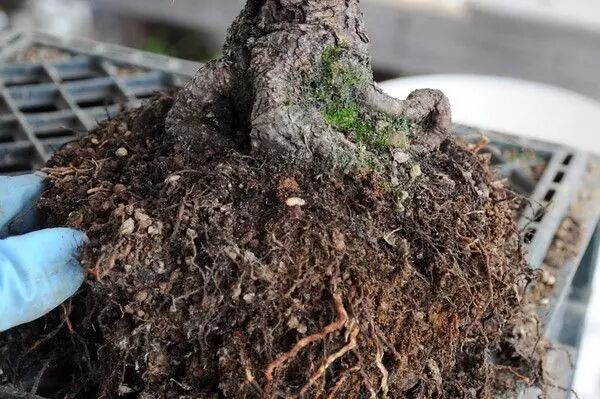 图解 松树盆景怎么换盆的过程 23幅