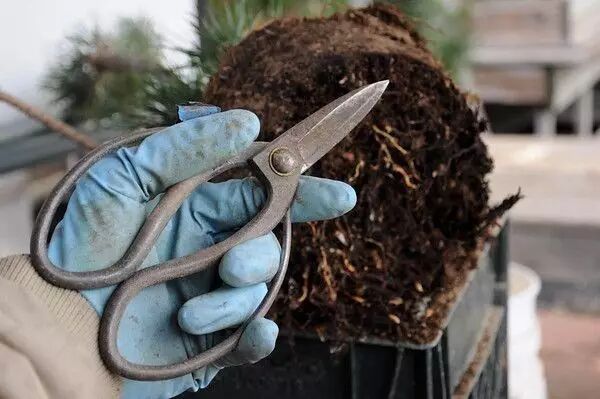 图解 松树盆景怎么换盆的过程 23幅