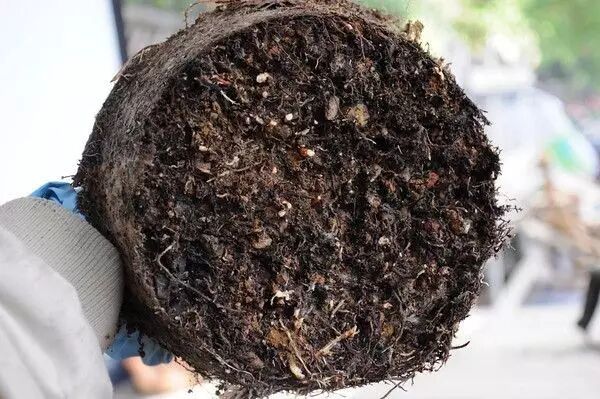 图解 松树盆景怎么换盆的过程 23幅