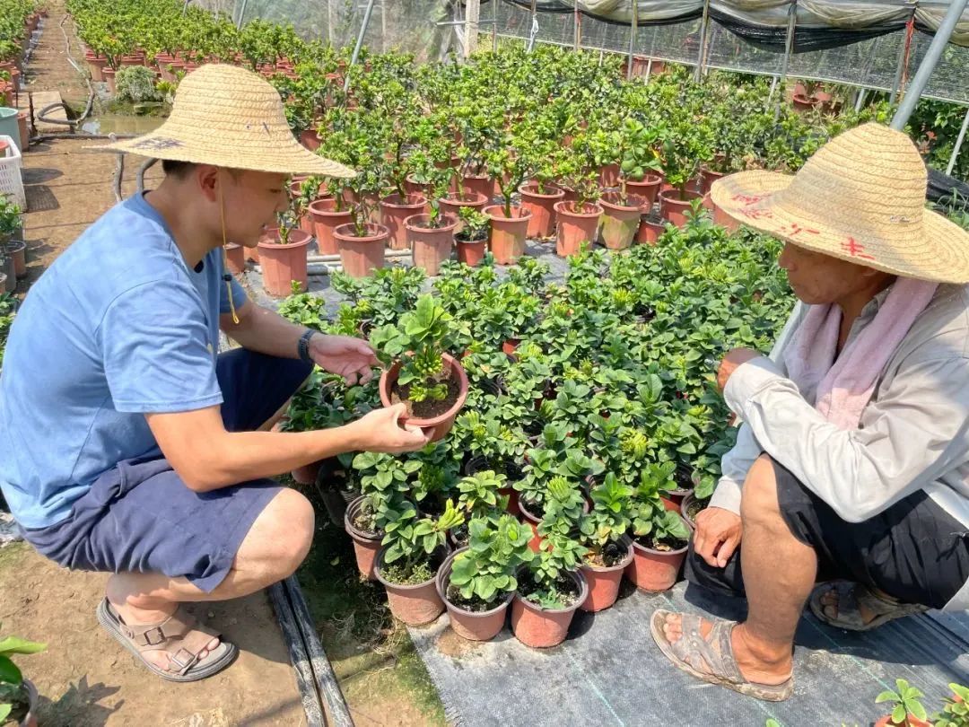 金华佛手怎么吃_金华佛手_金华佛手的功效与作用