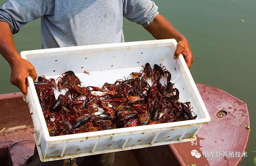 孝感丨孝昌青年创建特色致富路:小龙虾,我们走!|成都水产捕捞联盟