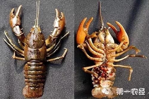 喇蛄和小龙虾的的区别?