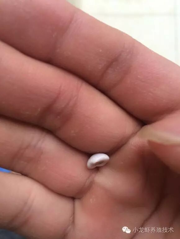 求助:龙虾头里的一个东西 像石头一样 白色的