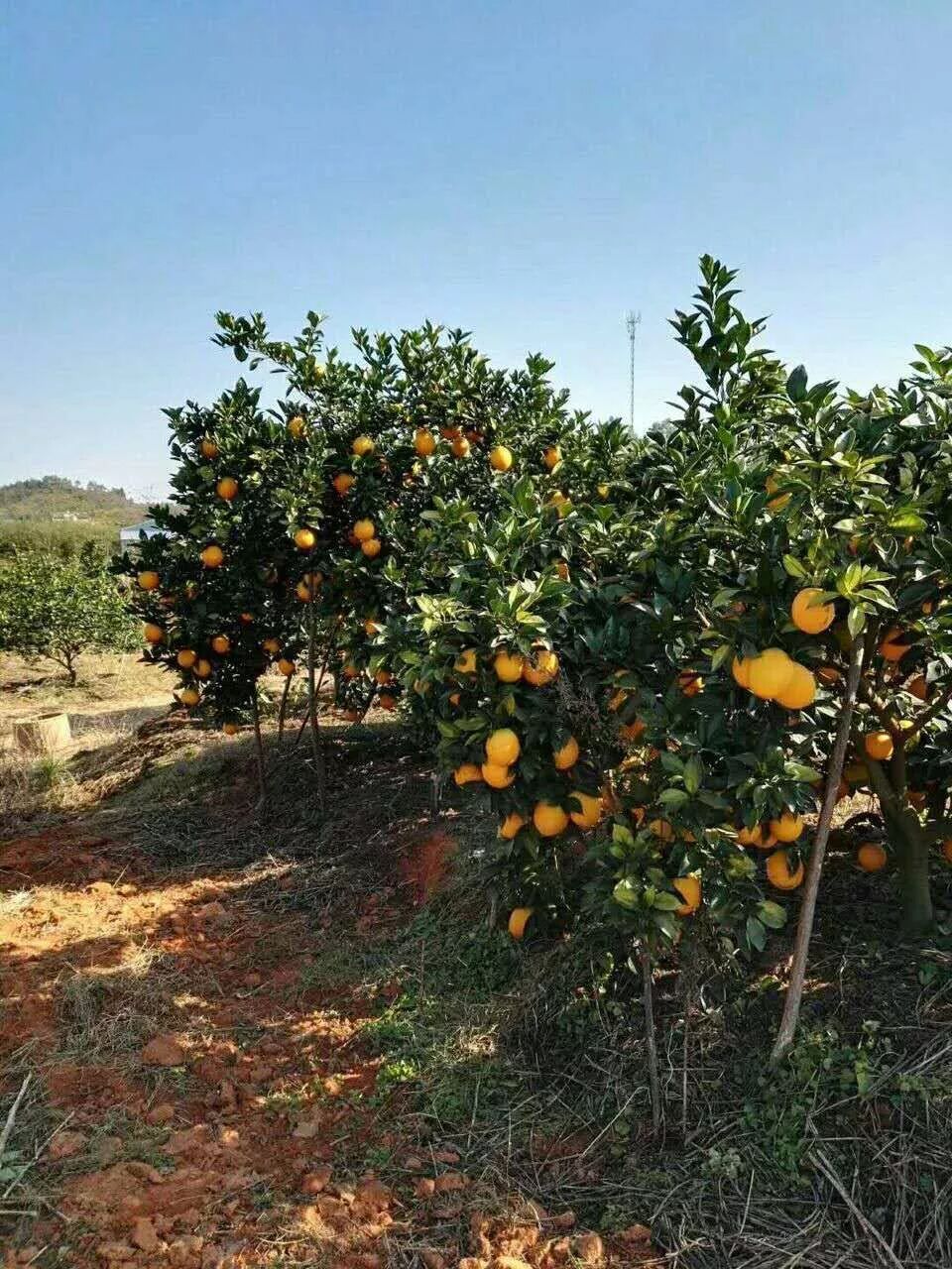 脐橙的深层含义是什么(脐橙有什么特征)