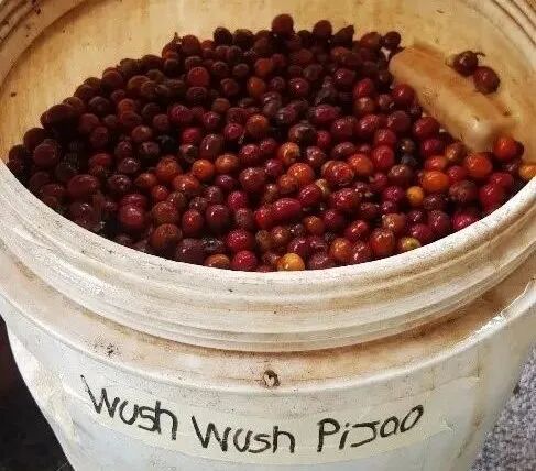 wush wush 咖啡果22
