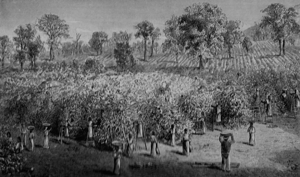 Coffee_from_plantation_1024x1024.jpeg