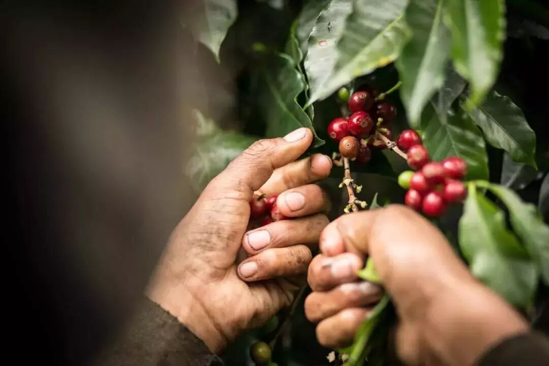 Typica coffee beans and plant characteristics