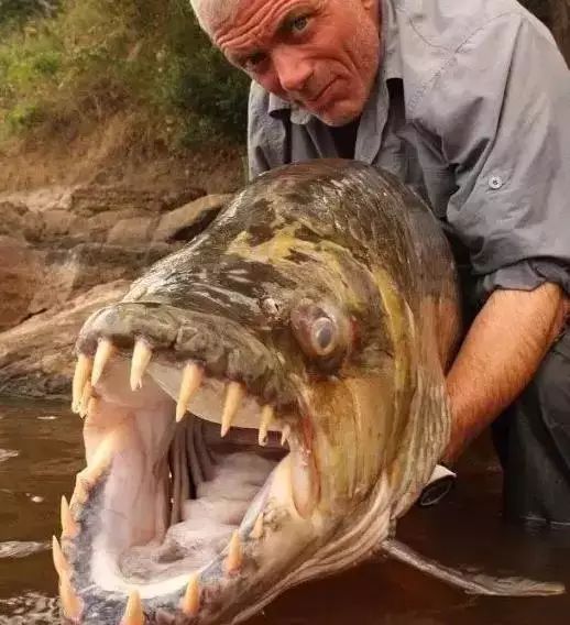 世界上最大的金鱼图片