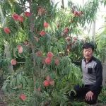 桃树基肥施用技术！