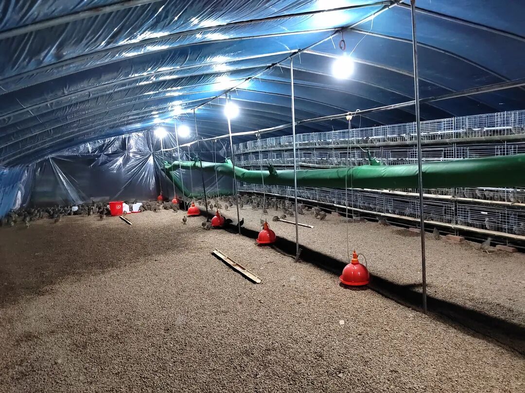 乡村振兴鹧鸪养殖迈出致富新路子