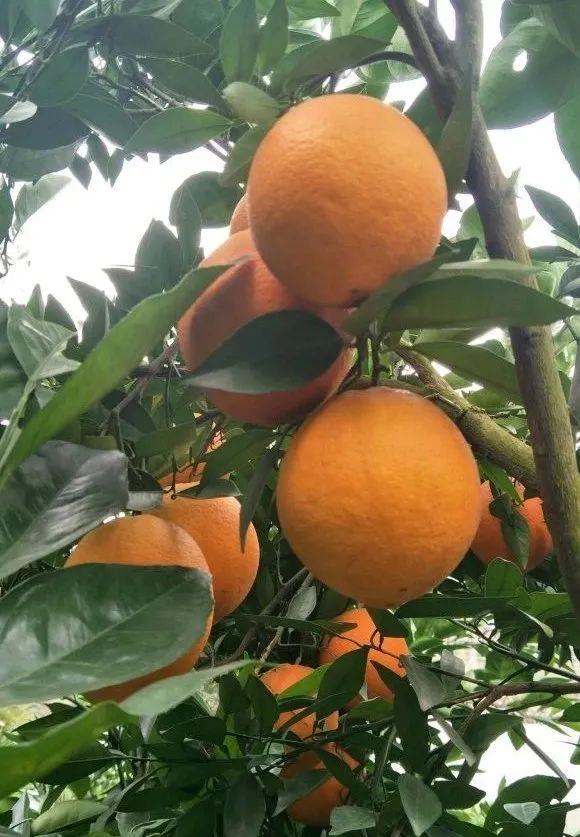 辣条设专业上热搜,但小龙虾早甩它八条街!(图10) 辣条设专业上热搜,但小龙虾早甩它八条街!(图10)