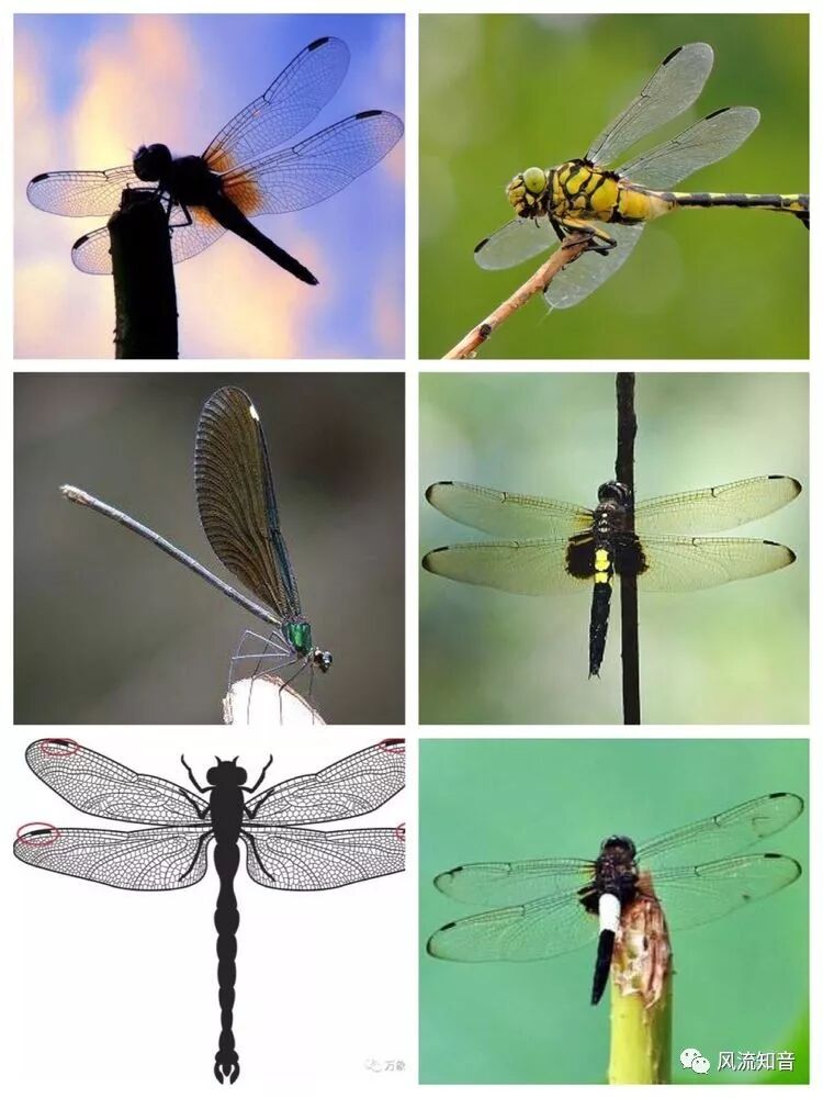 【妙趣力学|张华】从蜻蜓翅痣谈飞机机翼颤振及其抑制

【妙趣力学|张华】从蜻蜓翅痣谈飞机机翼颤振及其抑制的图2