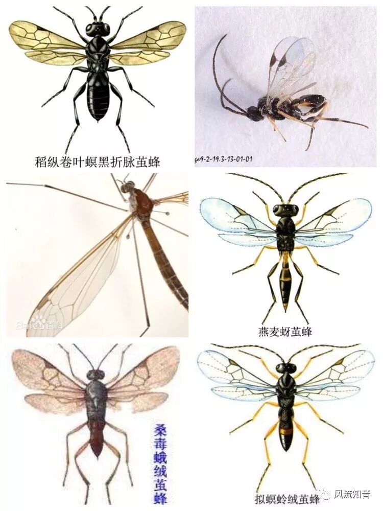 【妙趣力学|张华】从蜻蜓翅痣谈飞机机翼颤振及其抑制

【妙趣力学|张华】从蜻蜓翅痣谈飞机机翼颤振及其抑制的图3