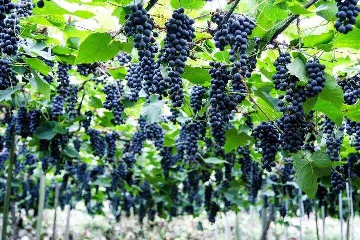 新酒新油你是真葡萄树我是枝子连结于你多结果子apple