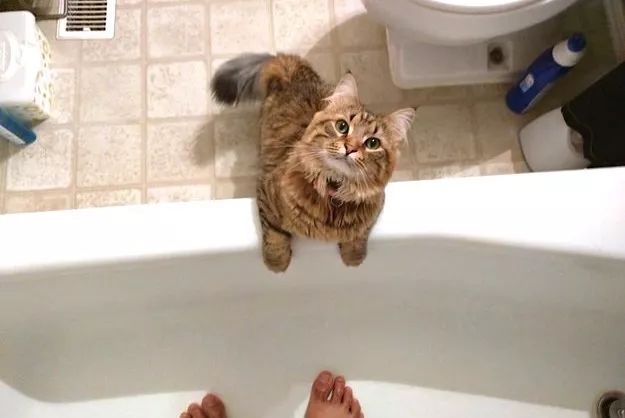 貓為什麼要看人上廁所？ 未分類 第5張