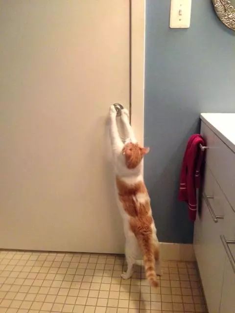 貓為什麼要看人上廁所？ 未分類 第3張