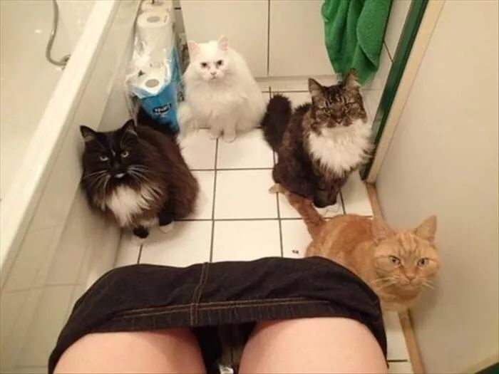 貓為什麼要看人上廁所？ 未分類 第1張