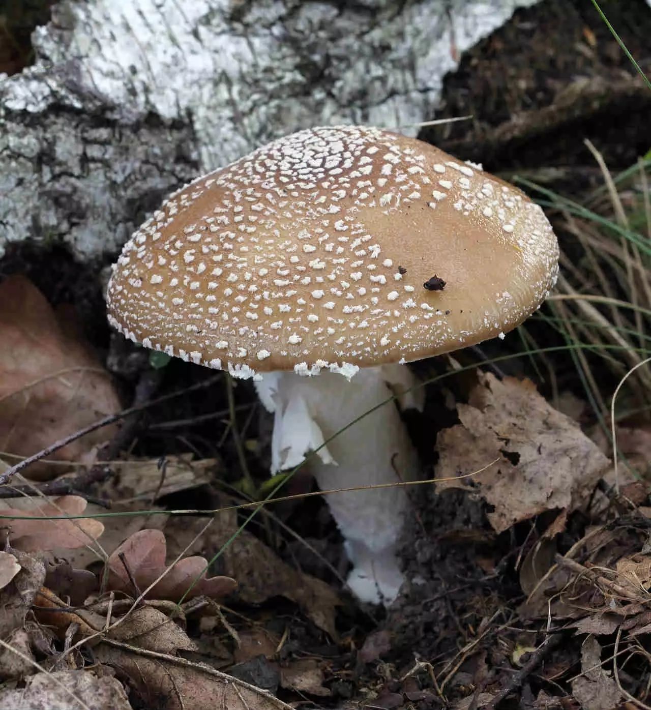 野生菌菇 這可能是你最後的晚餐 利維坦 微文庫