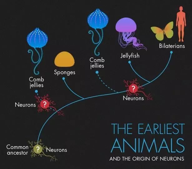 科學家們仍在為櫛水母在動物進化樹上的正確位置而爭論不已.