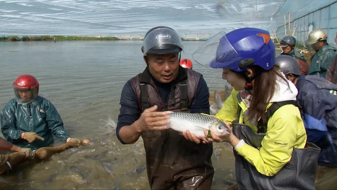 致富经鹅养殖技术视频_三农致富养鹅视频_致富经养鹅视频