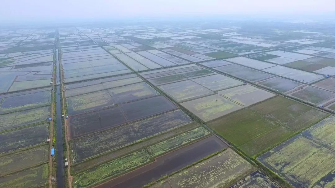 致富经养殖小龙虾_致富龙虾养殖小视频大全_致富经小龙虾养殖