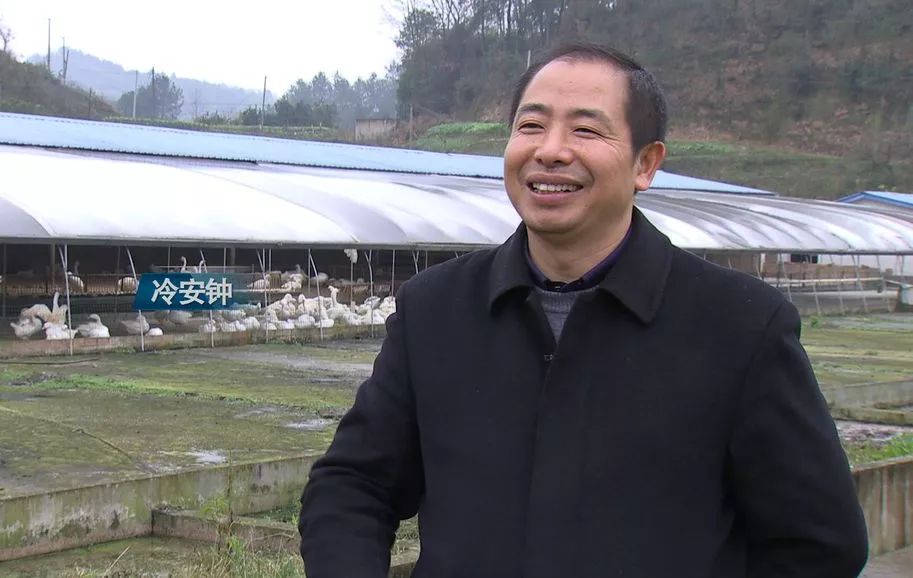 养鹅的效益_养鹅致富经_养殖鹅致富经