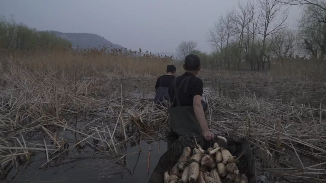 致富养殖泥鳅怎么样_致富经泥鳅养殖_致富养殖泥鳅图片