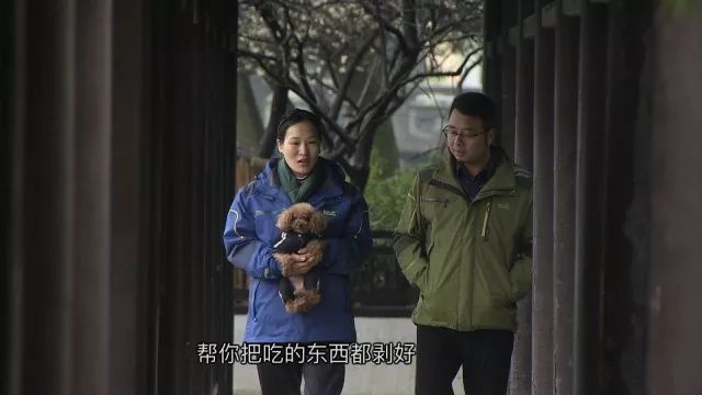 养宠物狗致富_致富经养狗视频2018_致富经养狗