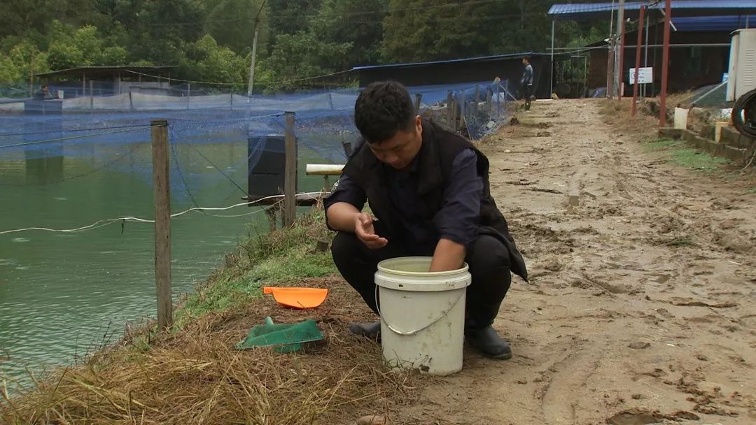 泥鳅养殖户抱团致富_致富经泥鳅_致富经泥鳅养殖视频全集