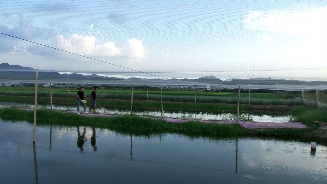 致富经泥鳅_致富泥鳅养殖技术_致富经养泥鳅视频播放