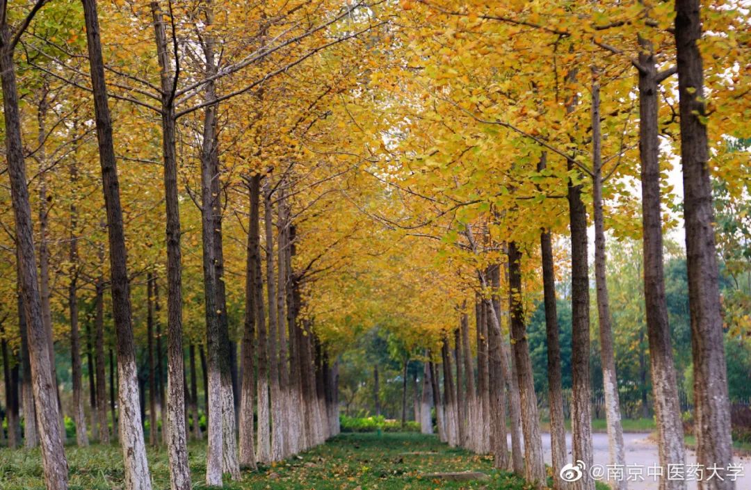 南京邮电大学研究生院地址_南京中医药大学地址_南京柯菲平医药地址