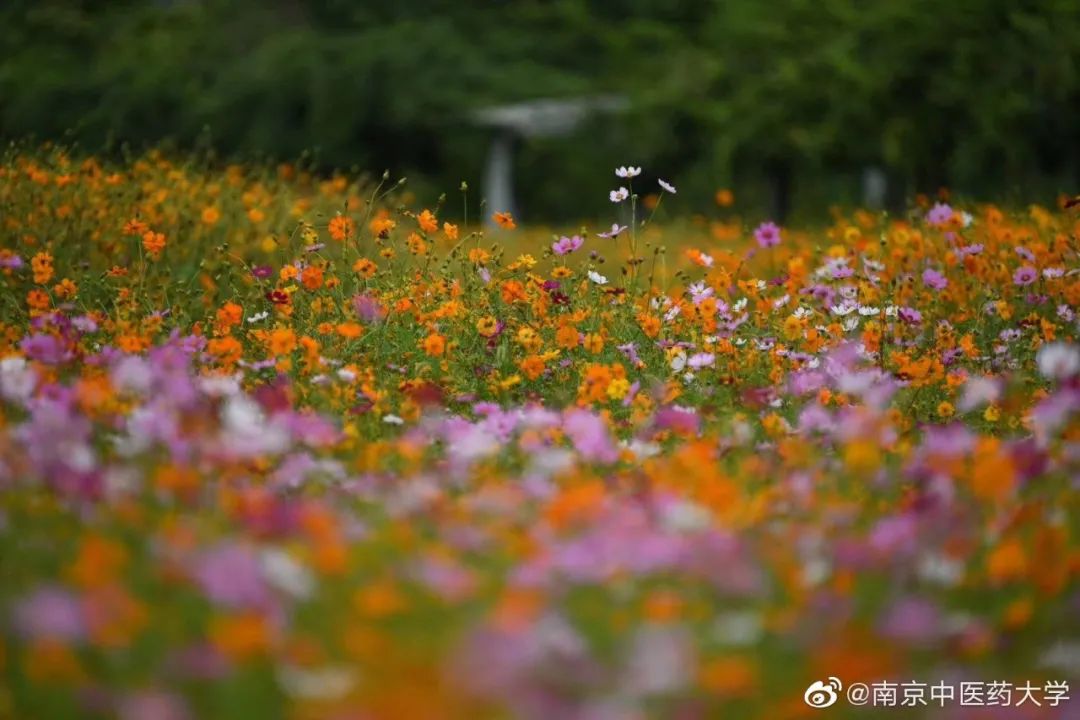 南京郵電大學研究生院地址_南京中醫藥大學地址_南京柯菲平醫藥地址