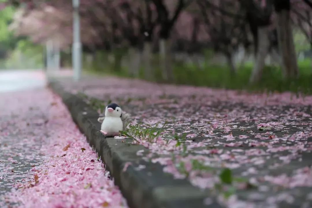 南京邮电大学研究生院地址_南京中医药大学地址_南京柯菲平医药地址