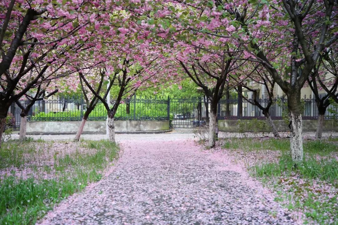 南京中医药大学地址_南京邮电大学研究生院地址_南京柯菲平医药地址