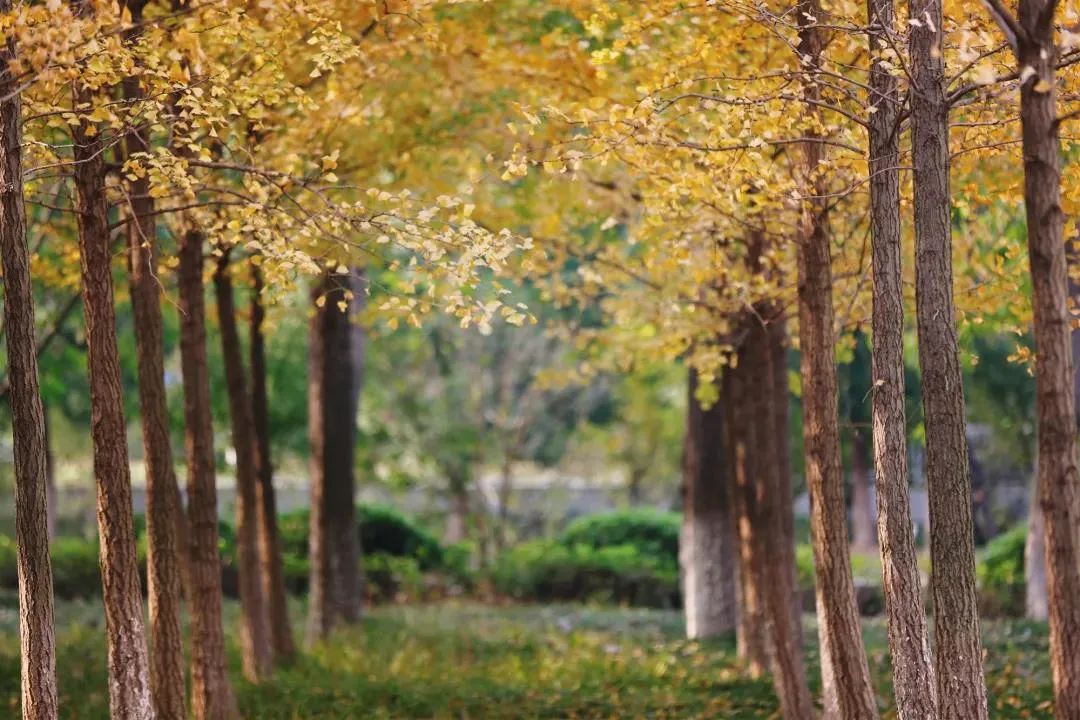 南京柯菲平医药地址_南京中医药大学地址_南京邮电大学研究生院地址