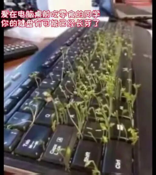 【爆笑】8个月没回学校，宿舍竟然长出了成熟的辣椒！而且还是在卫生间...（组图） - 11