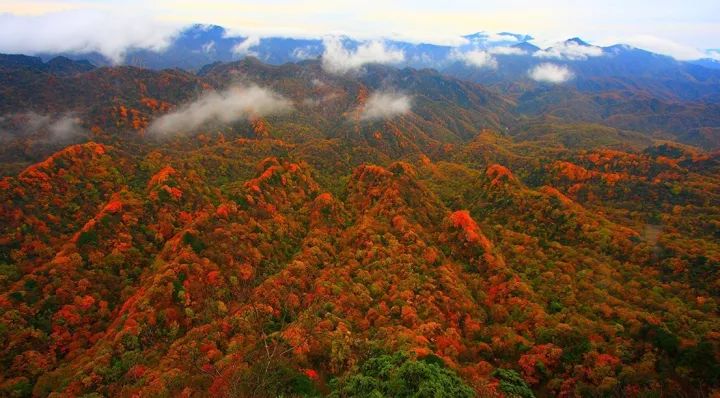 四川最美的15個紅葉區，一到秋天就燃成一片片紅海！ 旅行 第11張