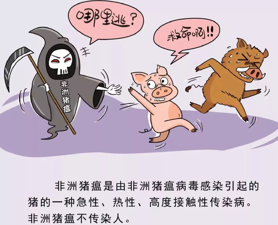 猪瘟 漫画图片