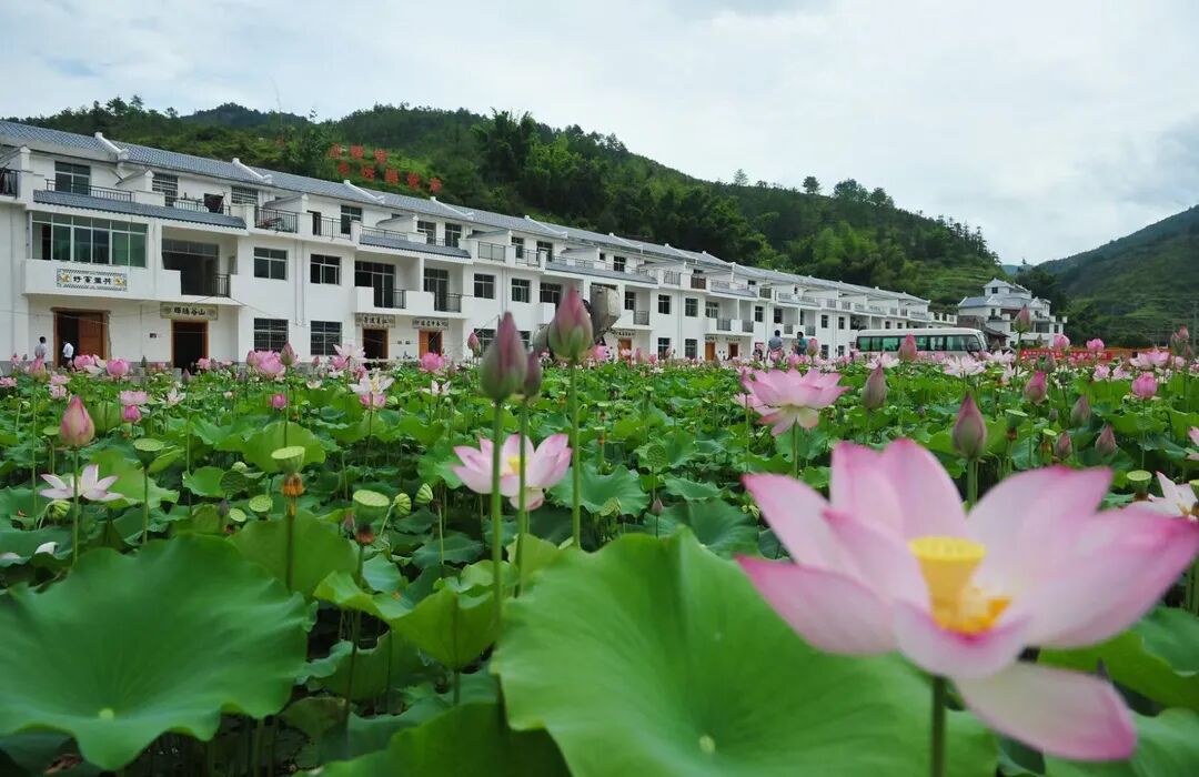 水岩乡古田村种植白莲发展村集体经济莲通乡村振兴路