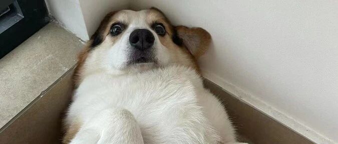 狗狗身上长了一个小瘤子，主人给它涂药也不见好，可医生看了却说……笑喷！